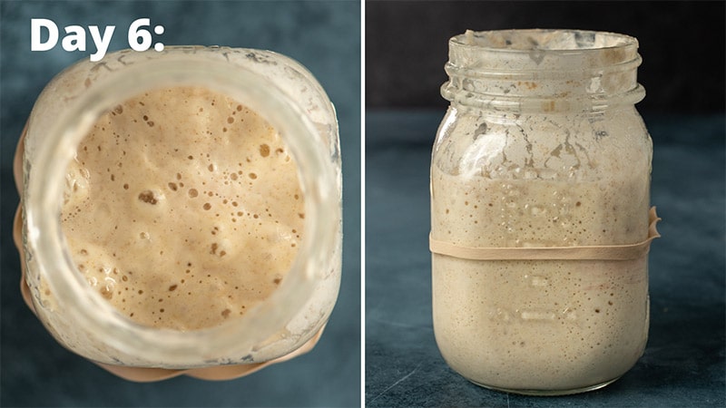 How To Make Sourdough Starter {Easy 5 Minute Recipe} Tastes Of Lizzy T