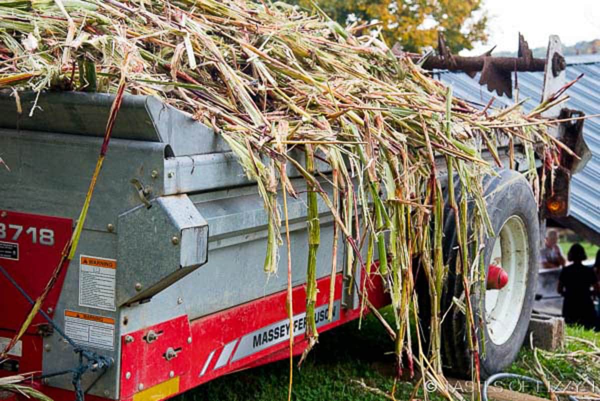 cut sorghum in the back of a truck