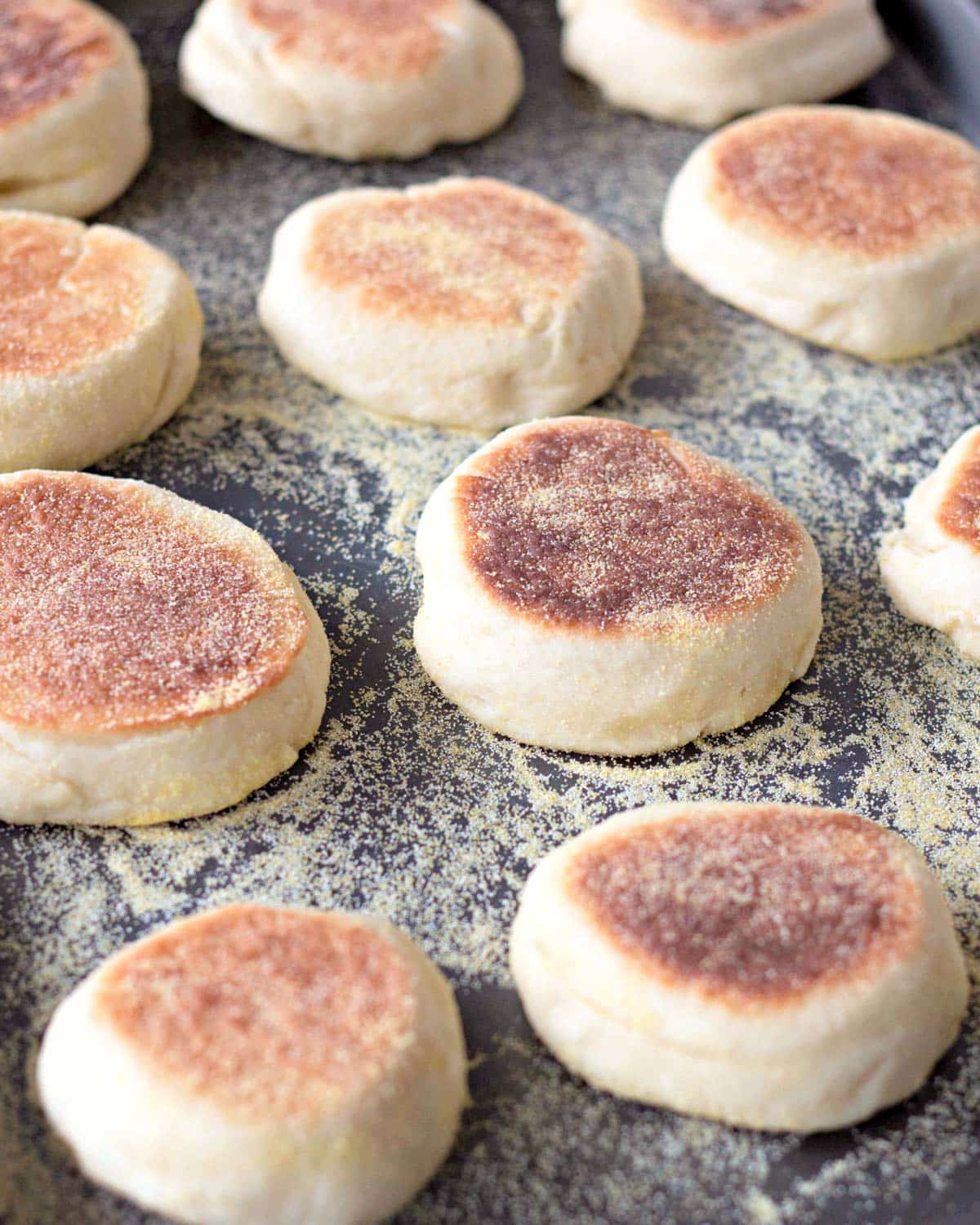 homemade english muffins on a cornmeal lined baking sheet